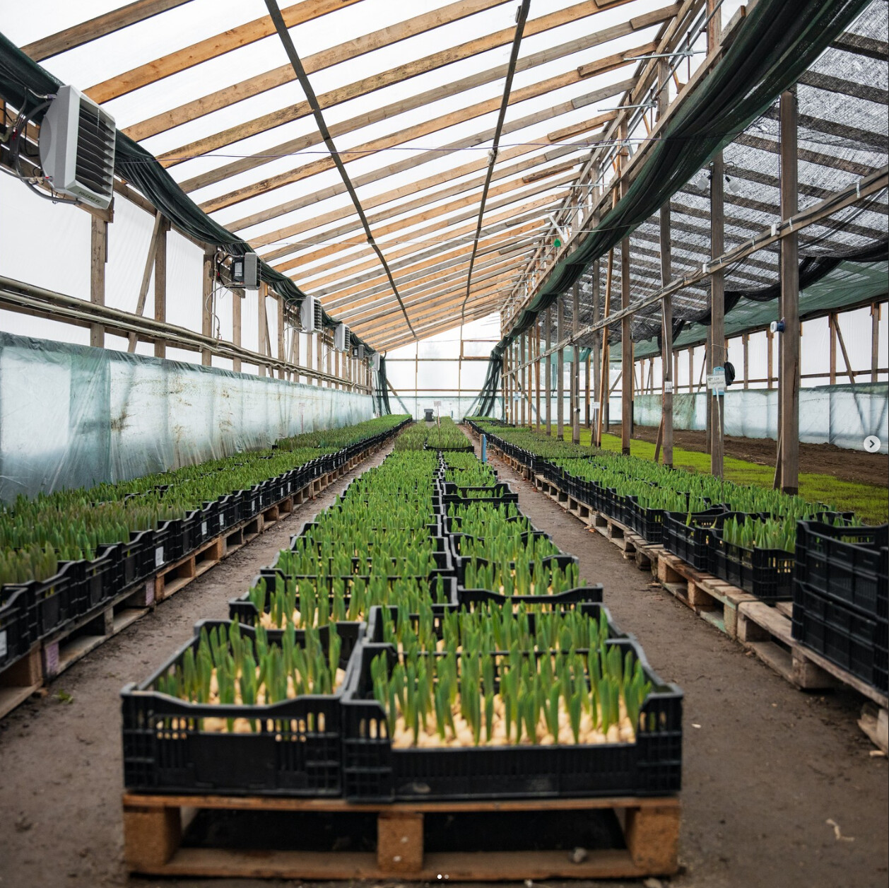 Теплица — фото