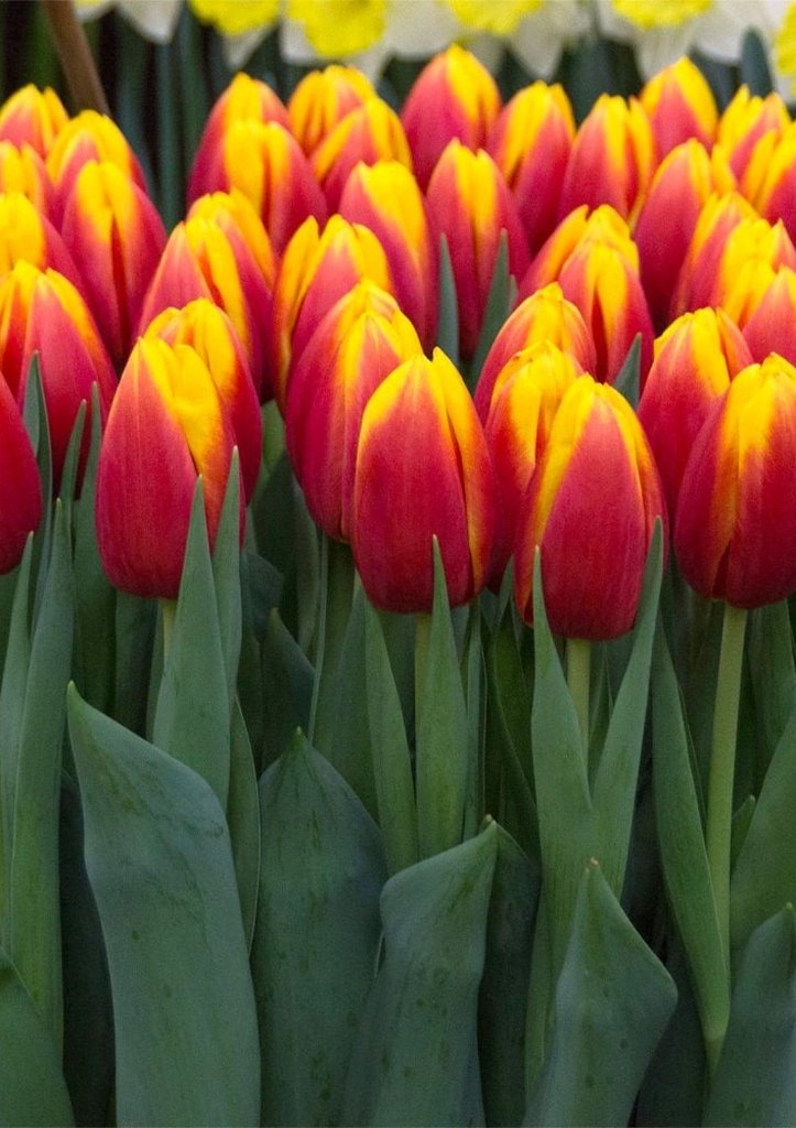 Тюльпаны — фото